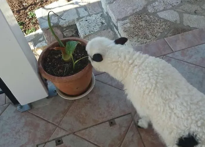 Paradise View 3* ヒマラ